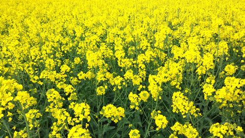 Scenic view of yellow flowering field