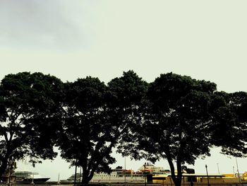 Silhouette trees against clear sky