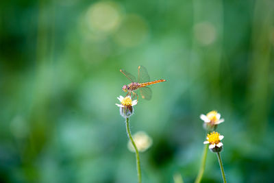 Dragonflies on yellow flowers green blurred background