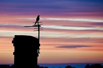 Silhouette of bird perching on pole against sky during sunset