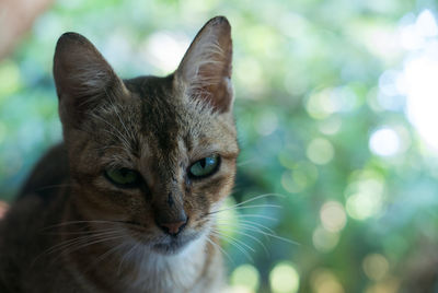 Close-up portrait of cat