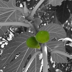 Close-up of fruit growing on tree