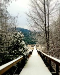 Footbridge amidst trees in forest