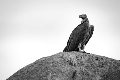 Low angle view of owl perching on rock against sky