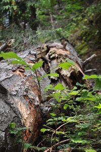 Close-up of log in forest