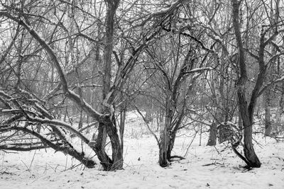 Bare trees against sky during winter