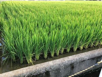 Crops growing on field