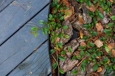 High angle view of leaves on wood