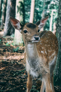 Portrait of deer