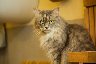 Portrait of cat relaxing at home