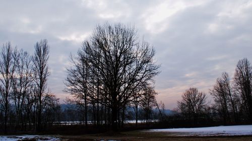 Trees against sky during sunset