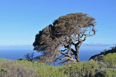 Tree against clear sky