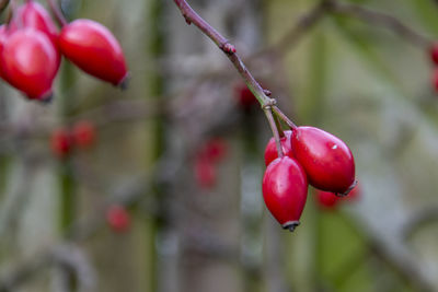 Rose hips are the non-toxic common nuts of various types of roses, especially the dog rose.