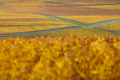 Brightly colored vineyard in burgundy near buxy in saône-et-loire in autumn