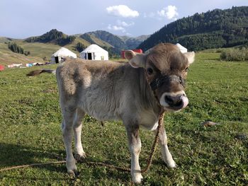 Sheep standing in a field