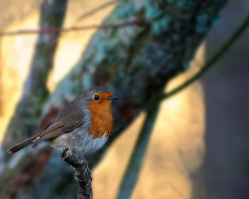 Close-up of bird perching on branch