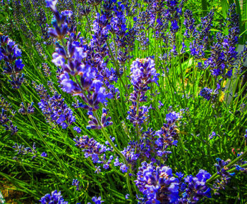 Close-up of purple lavender flowers