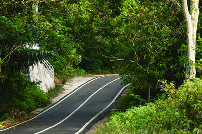 Empty road amidst trees