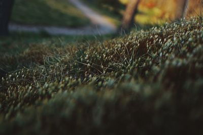 Full frame shot of grass