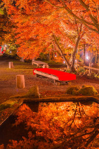 Red maple tree in park during autumn