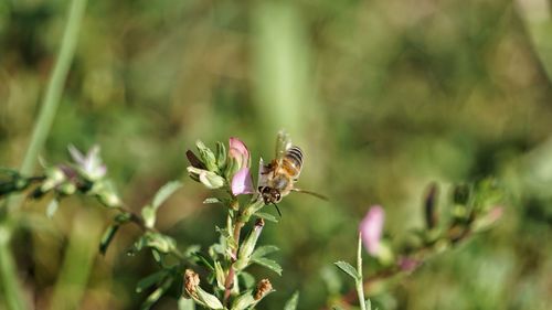 Close-up of insect on plant