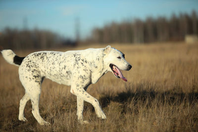 Dog standing on field