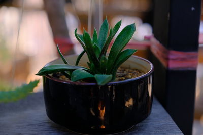 Close-up of potted plant on table