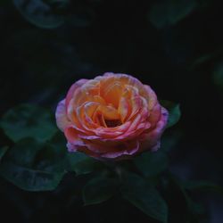 Close-up of rose against blurred background