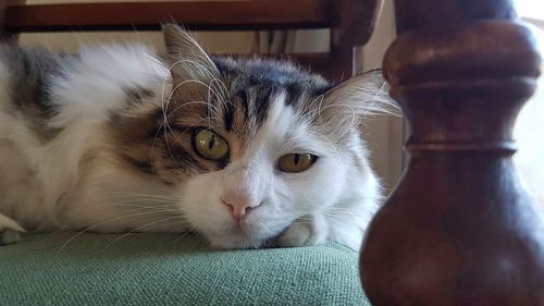 Close-up portrait of a cat at home