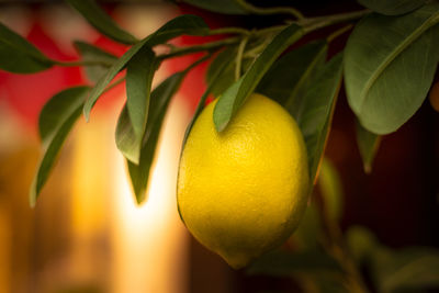 Close-up of lemon growing on tree