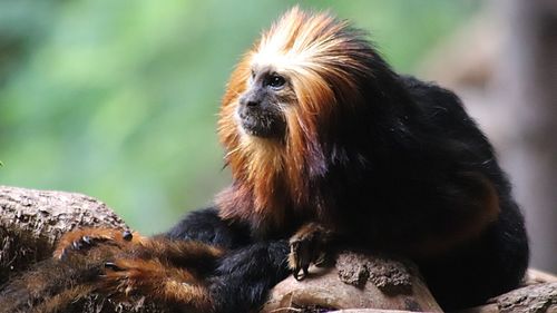 Close-up of a monkey looking away