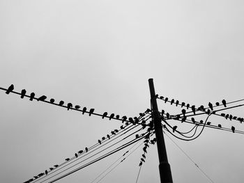 Birds on wire 