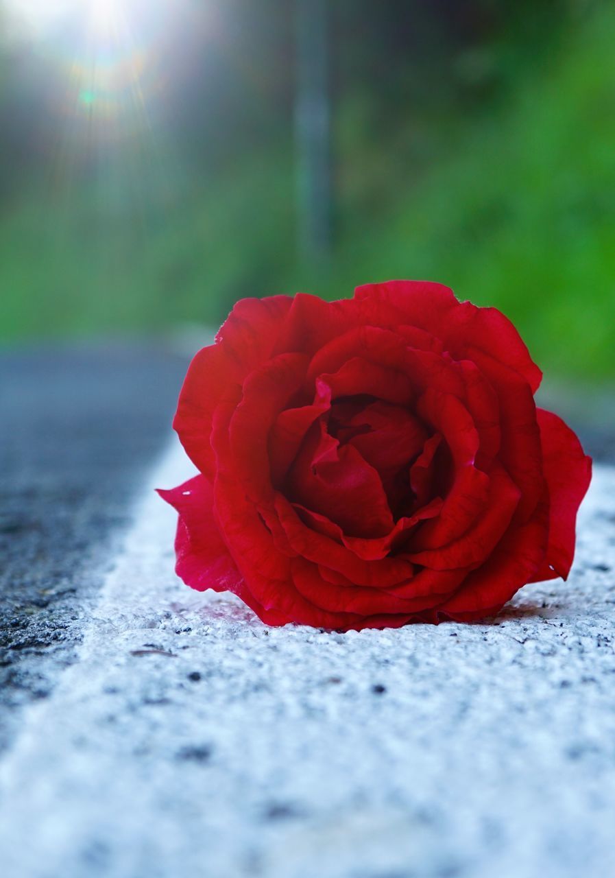 CLOSE-UP OF RED ROSE AGAINST WHITE WALL