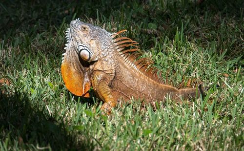 Close-up of iguana on grass