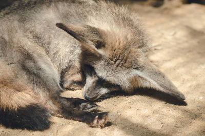 High angle view of fox sleeping