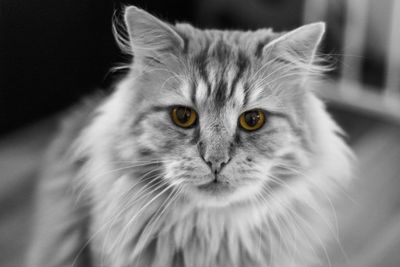 Close-up portrait of cat against black background