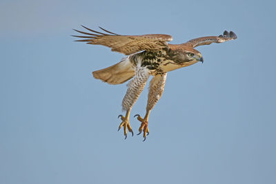 Low angle view of red-tailed hawk flying against clear sky