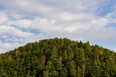 Low angle view of trees against sky