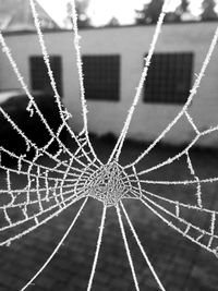 Close-up of spider web against blurred background