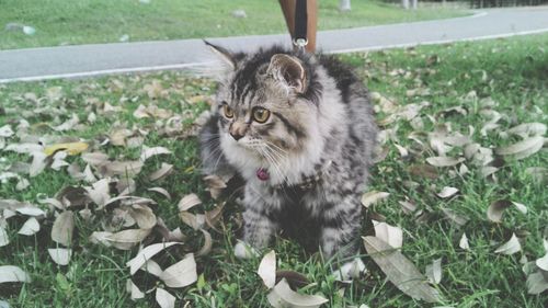 Close-up portrait of cat on grass