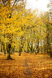 View of autumnal trees in forest
