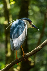 Close-up of heron perching on tree