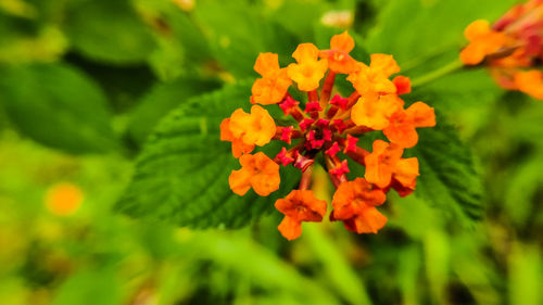 Close-up of orange marigold flowers