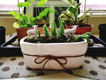 Close-up of potted plant on table at home