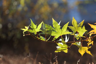 Close-up of leaves on plant in field