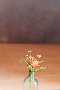 Close-up of flowers in vase