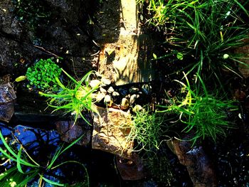 High angle view of plants growing by tree in forest