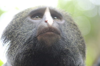 Close-up portrait of gorilla