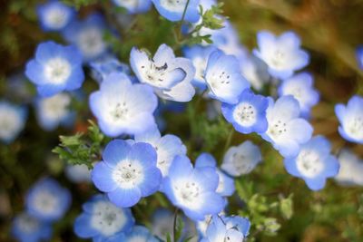 Close-up of blue flowers