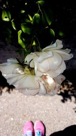 Close-up of white rose flowering plant